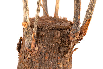 Naklejka premium faded plant of Pachira macrocarpa close up on white background