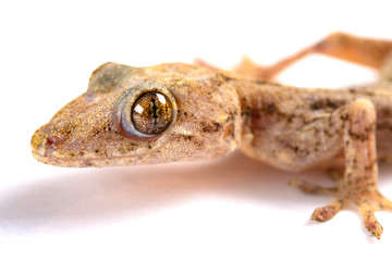lizard close up on a white background