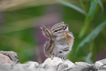 Streifenhörnchen chipmunk wildlife