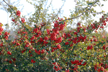 Red pyracantha berry and branch