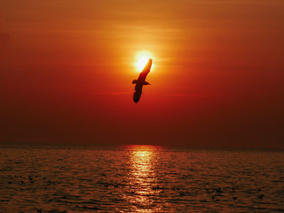 Sunset seagull silhouette on sunset water sky horizon landscape. Sunset seagull silhouette water scene. Sunset seagull in sky view