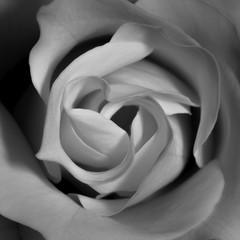 Black and white closeup of rose