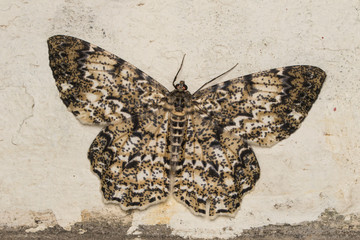Macro image nature and unique moth of Sabah, Borneo