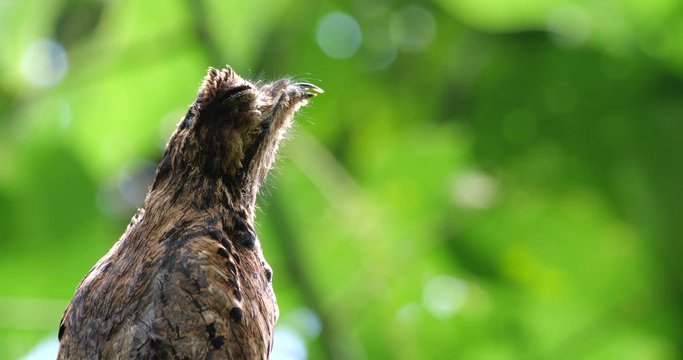 Common Potoo (Nyctibeus griseus) sitting on its nest. camouflaged on a dead tree stump in the rainforest, Ecuador.