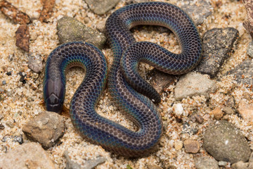 Macro image and Detail of shiny Schmidt's Reed Snake from Borneo , Beautiful Snake
