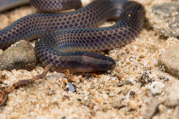 Macro image and Detail of shiny Schmidt's Reed Snake from Borneo , Beautiful Snake