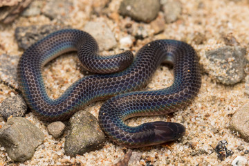 Macro image and Detail of shiny Schmidt's Reed Snake from Borneo , Beautiful Snake