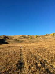 Fototapeta premium Kurai steppe road view. Golden autumn in Altai, Russia. Dog going by the road