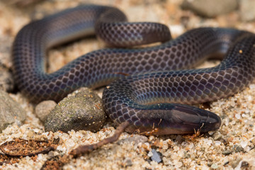 Macro image and Detail of shiny Schmidt's Reed Snake from Borneo , Beautiful Snake