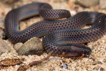 Macro image and Detail of shiny Schmidt's Reed Snake from Borneo , Beautiful Snake