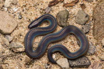 Macro image and Detail of shiny Schmidt's Reed Snake from Borneo , Beautiful Snake