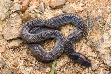 Macro image and Detail of shiny Schmidt's Reed Snake from Borneo , Beautiful Snake