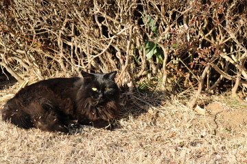 くろねこ　野良猫　公園　栃木