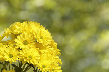 Yellow Chrysanthemum Flowers with Natural Green Background
