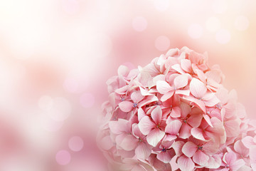 Fototapeta premium Pink Hydrangea Flowers with Soft Pastel Color Background