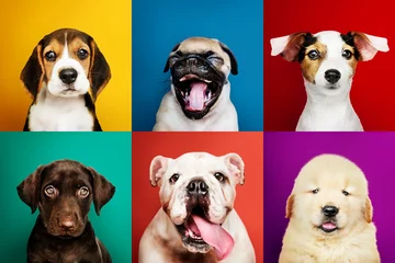 Deurstickers Hond Portretcollectie van schattige puppy& 39 s