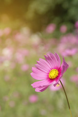 Fototapeta premium Pink Cosmos bipinnatus Flower with Blurred Landscape Background