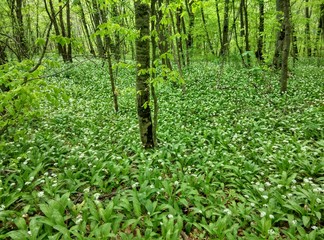 green grass in the forest
