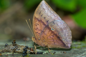 Nature Macro Image of beautiful Butterfly of Borneo, Butterfly image Suitable for wallpaper use