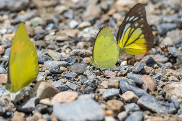 Nature Macro Image of beautiful Butterfly of Borneo, Butterfly image Suitable for wallpaper use