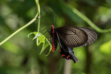 Fototapeta premium Nature Macro Image of beautiful Butterfly of Borneo, Butterfly image Suitable for wallpaper use