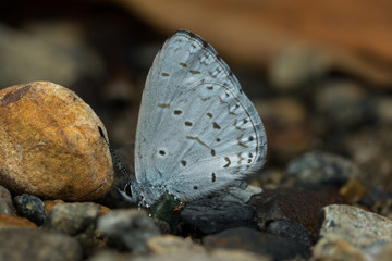 Nature Macro Image of beautiful Butterfly of Borneo, Butterfly image Suitable for wallpaper use