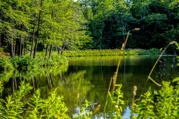 lake in the forest