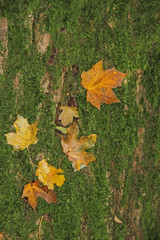 Obraz premium Herbstlaub