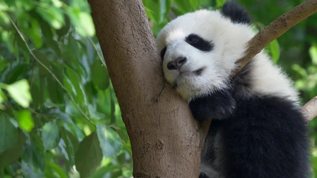 Noon sleep of the baby panda sitting on a tree with green lush flora in the background. 4K