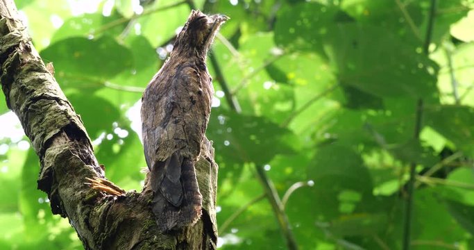 Common Potoo (Nyctibeus griseus) sitting on its nest. camouflaged on a dead tree stump in the rainforest, Ecuador.