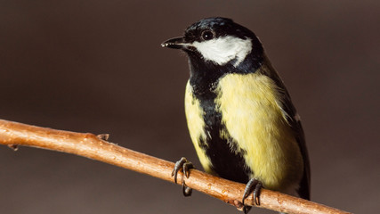 Oiseaux du Grésivaudan - Isère.