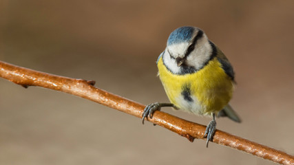 Oiseaux du Grésivaudan - Isère.