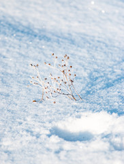 winter grass in the snow