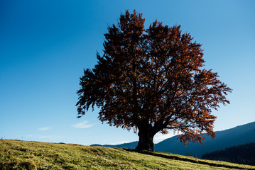 Lonely tree in the middle of the picturesque mountains in the evening