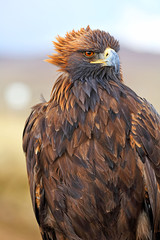 Mongolian eagle hunt