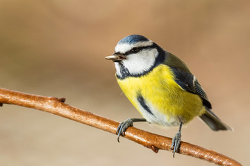 Oiseaux du Grésivaudan - Isère.