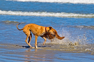 Young cross greyhound dog getting splashed
