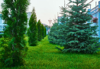 coniferous trees 6