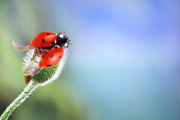 Cute ladybug staying in flower plant, in Taiwan