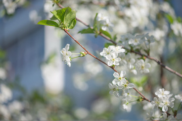 White cherry flowers in the city
