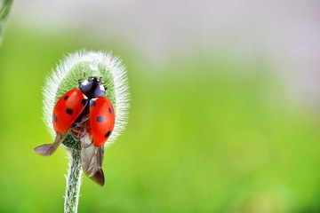Cute ladybug staying in flower plant, in Taiwan