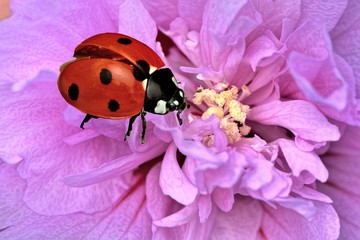 Cute ladybug staying in flower plant, in Taiwan