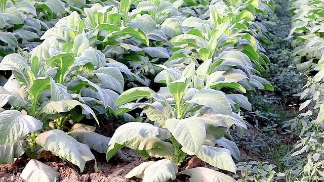 Close up of young Tobaco plants blowing in the breeze in Mae Sai Chiang Rai Northern Thailand