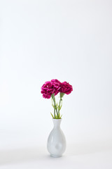 8 March Women's day Carnation