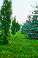 coniferous trees 3