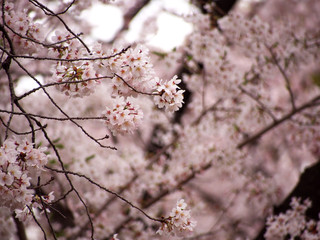 東京の桜