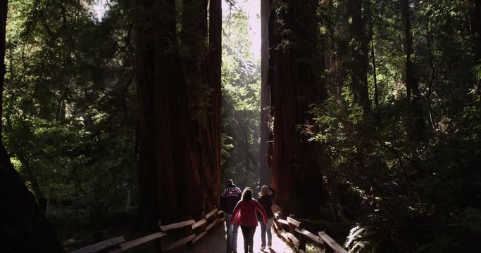 Tourists walking along the tall trees at Muir Woods National Monument, California, Shot with the RED Epic 