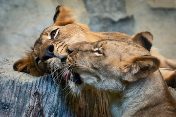 Close up lions.