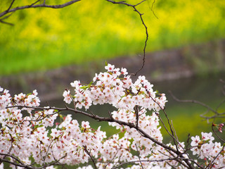 東京の桜