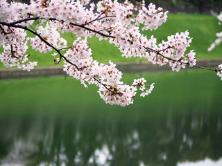 Obraz premium 東京の桜